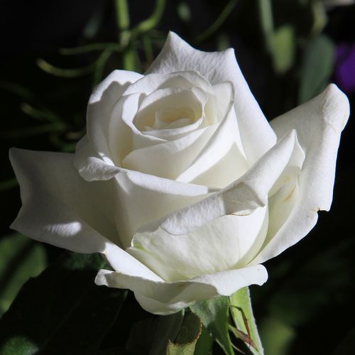 Uitgelezene witte roos | Project 365 EY-78